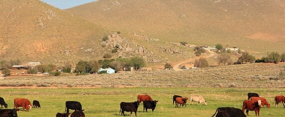 AI-Assisted Development Accelerates Delivery of a Self-Service Portal for Country Natural Beef