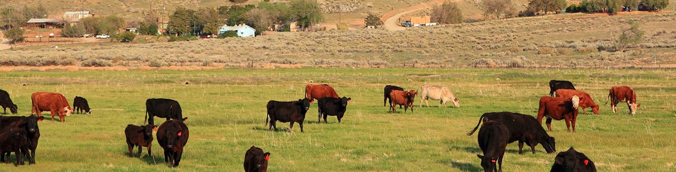 AI-Assisted Development Accelerates Delivery of a Self-Service Portal for Country Natural Beef