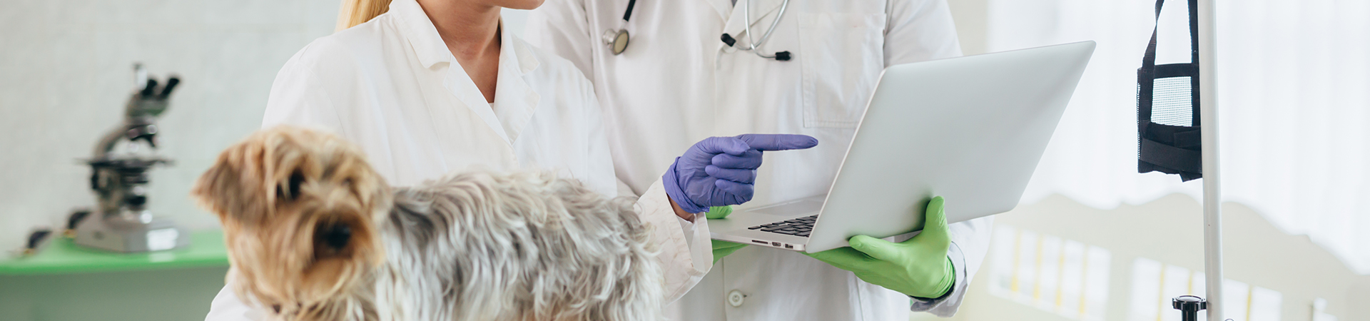 SharePoint Online Intranet Development for a US Chain of Pet Hospitals